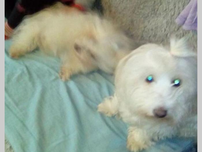 coton de tulear ženka od 4 godine besplatni mali oglasi