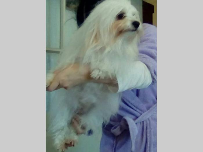 coton de tulear ženka od 4 godine besplatni mali oglasi