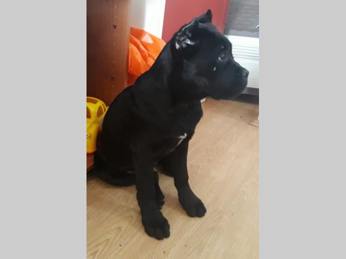 cane corso štene na prodaju besplatni mali oglasi