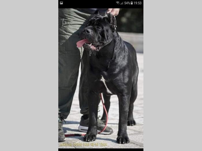 cane corso štene na prodaju besplatni mali oglasi