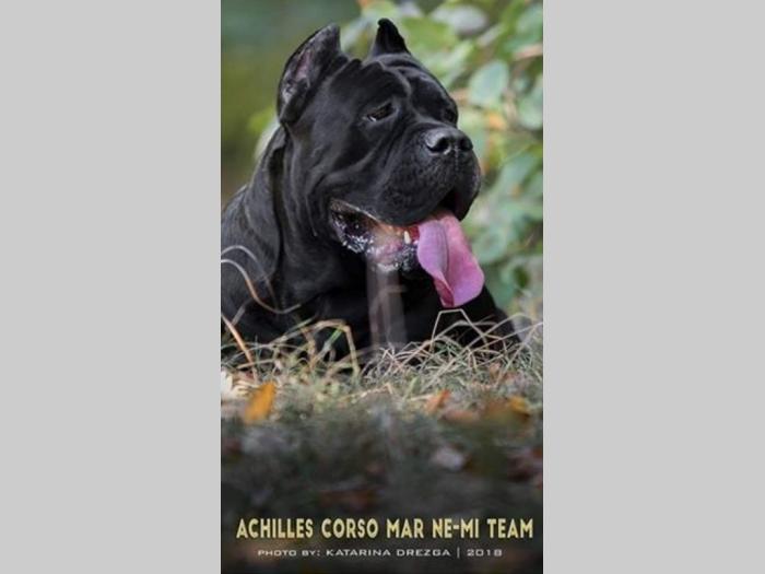 cane corso štene na prodaju besplatni mali oglasi