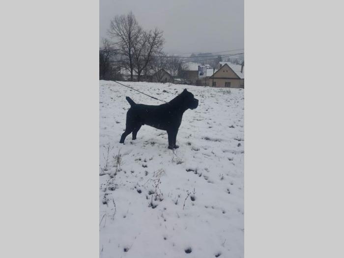cane corso štene na prodaju besplatni mali oglasi