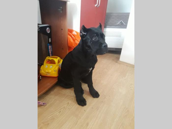 cane corso štene na prodaju besplatni mali oglasi
