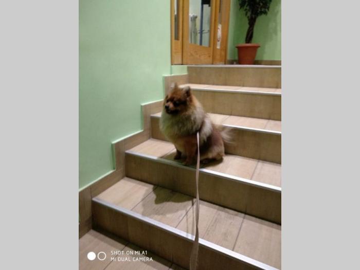 boo pomeranci štenad na prodaju besplatni mali oglasi