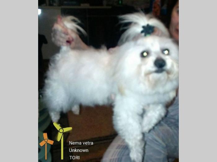 cotonh de tulear odrasli psi na prodaju besplatni mali oglasi