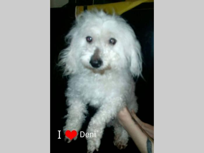 cotonh de tulear odrasli psi na prodaju besplatni mali oglasi
