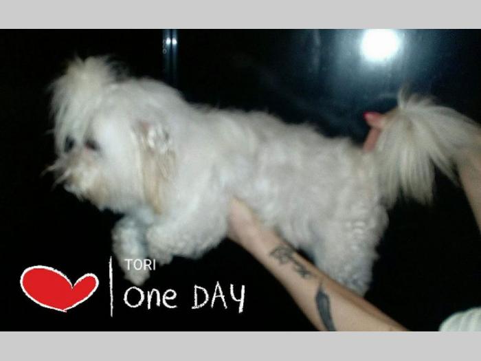 cotonh de tulear odrasli psi na prodaju besplatni mali oglasi
