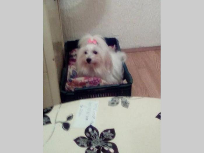 cotonh de tulear odrasli psi na prodaju besplatni mali oglasi