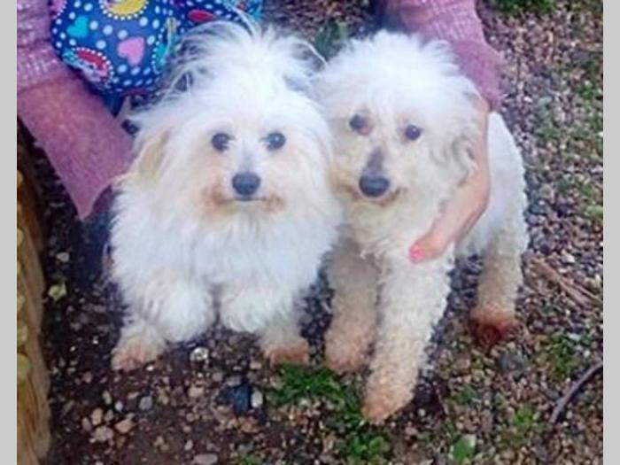 cotonh de tulear odrasli psi na prodaju besplatni mali oglasi