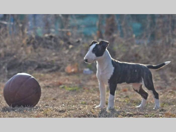 bulterijer štenci šampionskog porekla besplatni mali oglasi