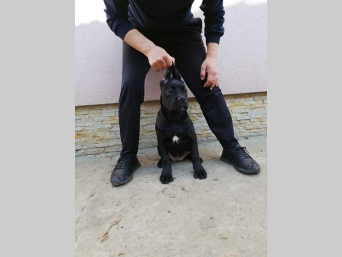 cane corso, extra štenci besplatni mali oglasi