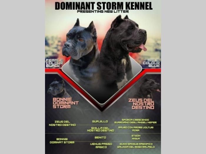cane corso, extra štenci besplatni mali oglasi