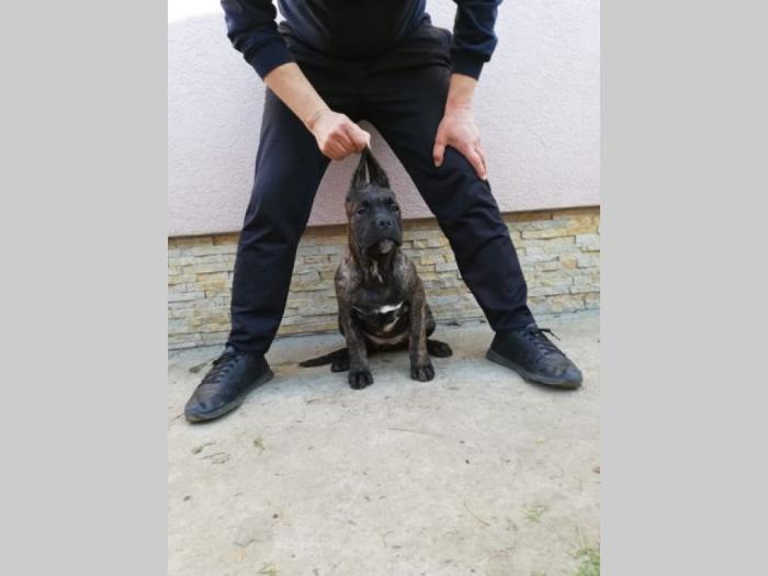 cane corso, extra štenci besplatni mali oglasi
