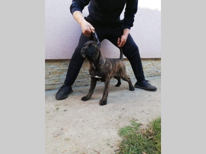 cane corso, extra štenci besplatni mali oglasi