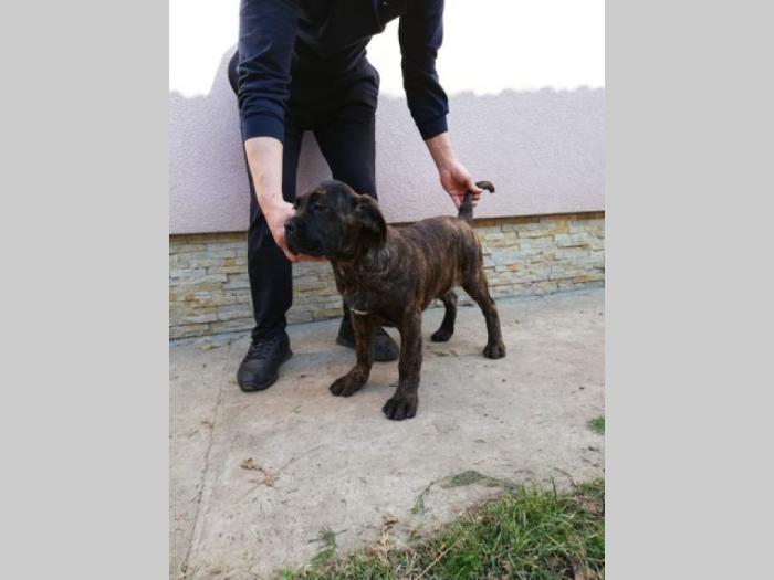 cane corso, extra štenci besplatni mali oglasi
