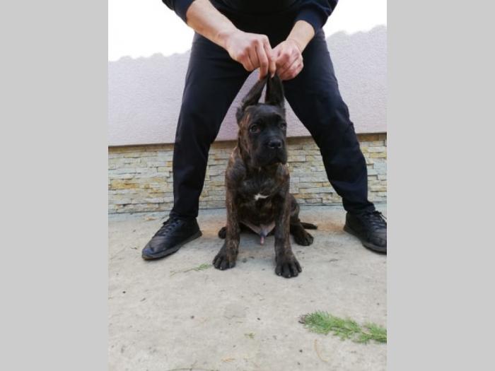 cane corso, extra štenci besplatni mali oglasi