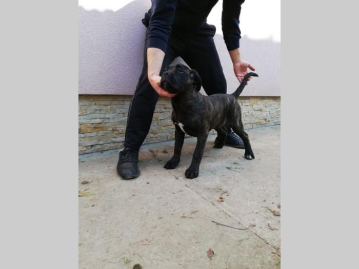 cane corso, extra štenci besplatni mali oglasi