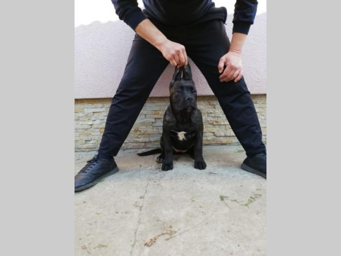cane corso, extra štenci besplatni mali oglasi