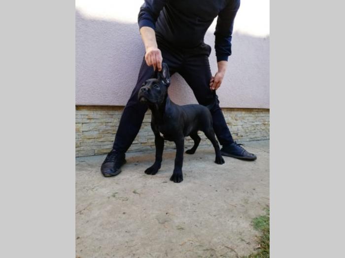 cane corso, extra štenci besplatni mali oglasi