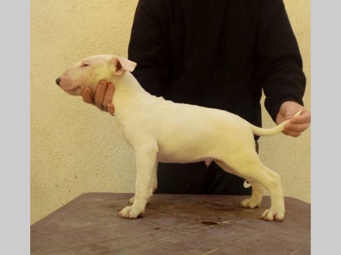 bul terijer štenci besplatni mali oglasi