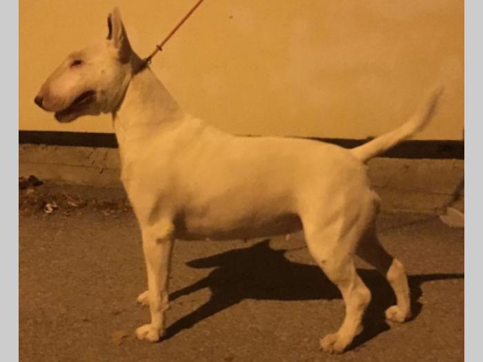bul terijer štenci besplatni mali oglasi