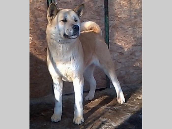 američka akita, zrela ženka besplatni mali oglasi