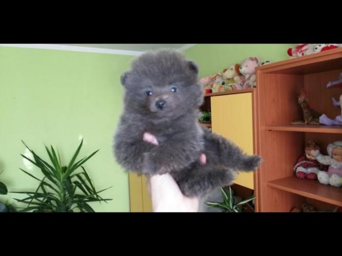 pomeranski špic besplatni mali oglasi