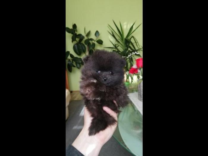 pomeranski špic besplatni mali oglasi