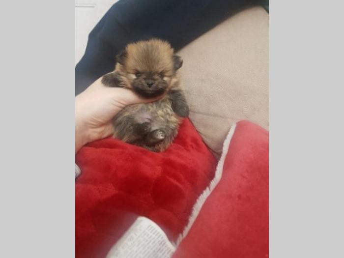 pomeranac super odlakani štenci besplatni mali oglasi