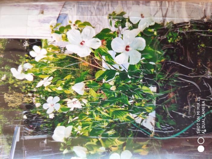 prodaja kineskog hibiskusa besplatni mali oglasi