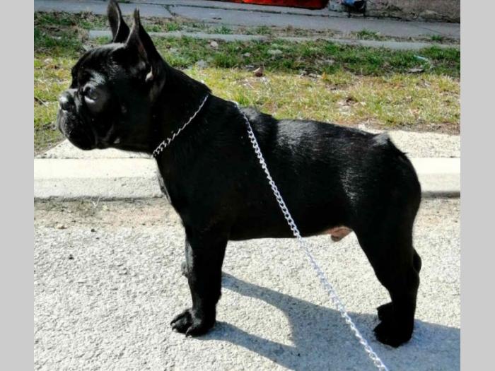francuski buldog muško izložbeno štene besplatni mali oglasi