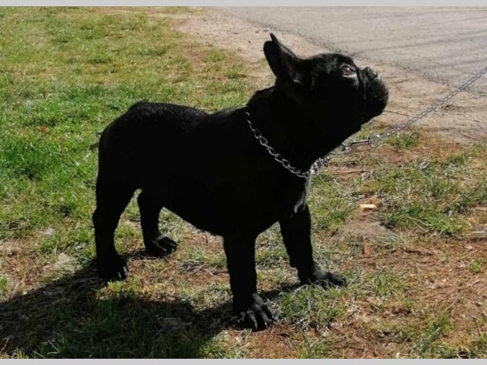 francuski buldog muško izložbeno štene besplatni mali oglasi