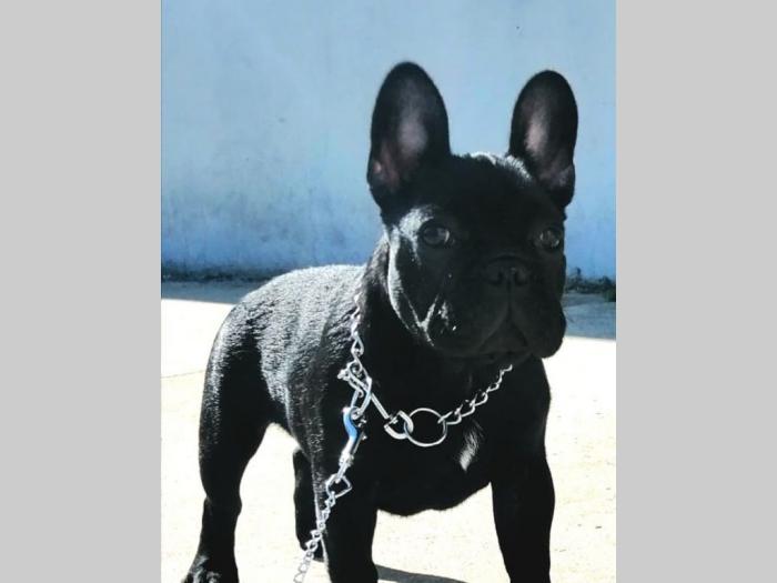 francuski buldog muško izložbeno štene besplatni mali oglasi