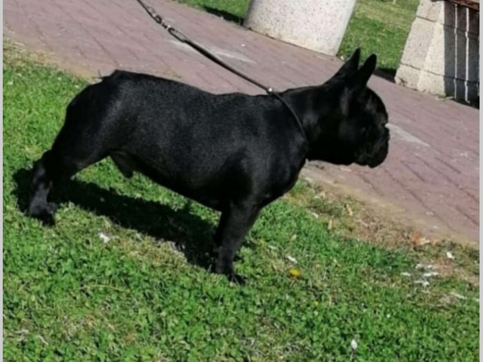francuski buldog muško izložbeno štene besplatni mali oglasi