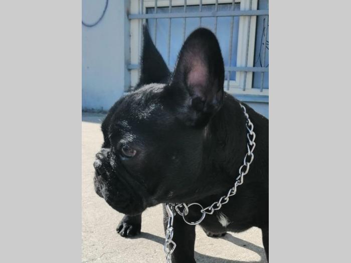francuski buldog muško izložbeno štene besplatni mali oglasi
