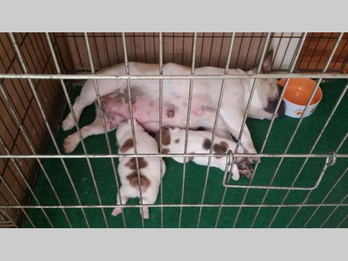 francuski buldog štenci različite starosti besplatni mali oglasi