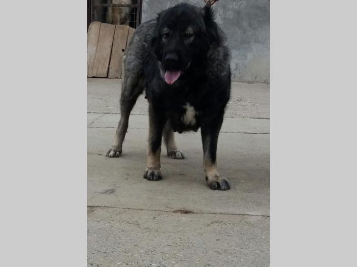 štenci kavkasca besplatni mali oglasi