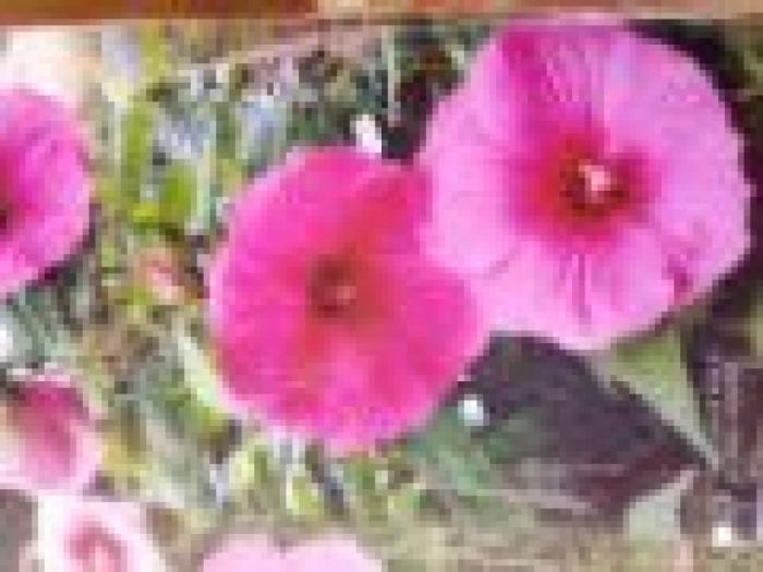 prodaja kineskog hibiskusa besplatni mali oglasi