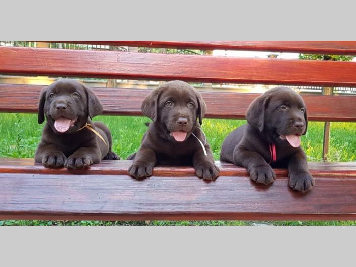 štenad labrador retrivera besplatni mali oglasi