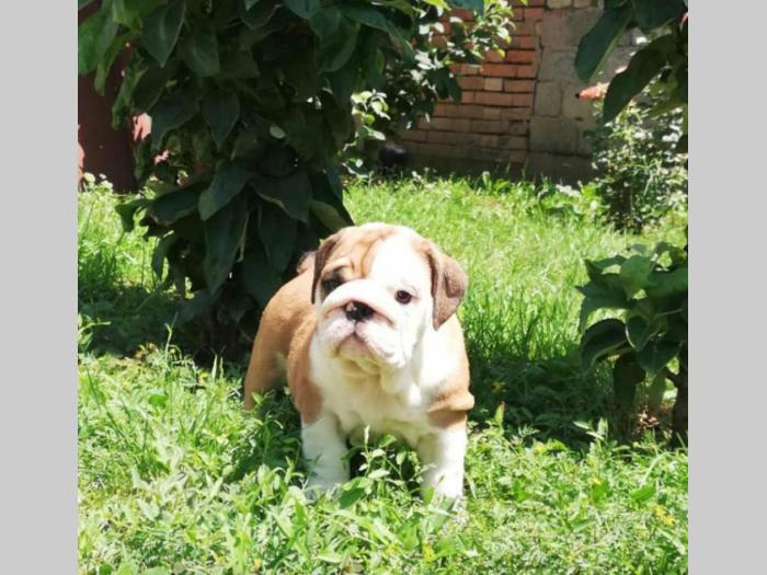 engleski buldog atraktivna, prelepa štenad besplatni mali oglasi