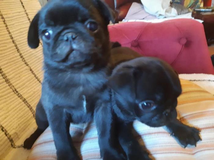 mops dva crna muška šteneta besplatni mali oglasi