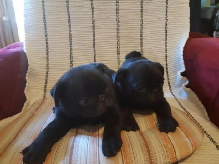 mops dva crna muška šteneta besplatni mali oglasi