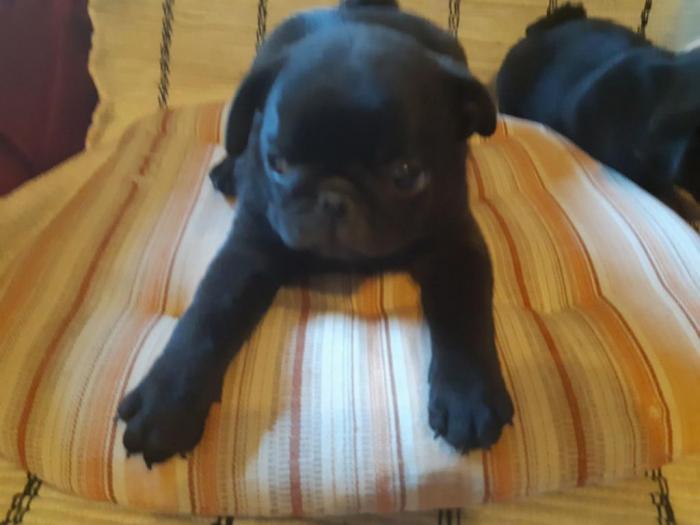 mops dva crna muška šteneta besplatni mali oglasi