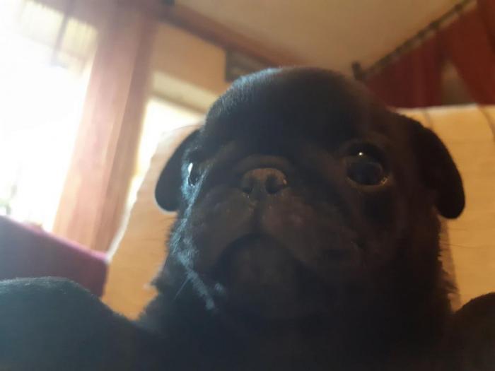 mops dva crna muška šteneta besplatni mali oglasi