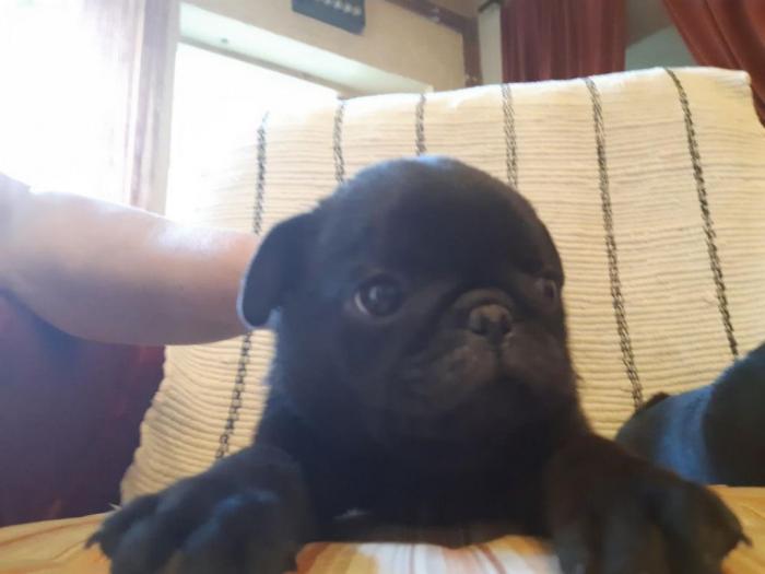mops dva crna muška šteneta besplatni mali oglasi