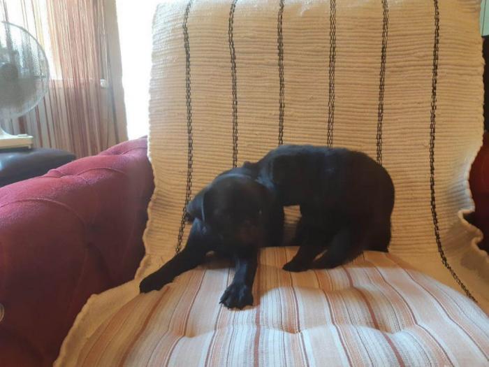 mops dva crna muška šteneta besplatni mali oglasi
