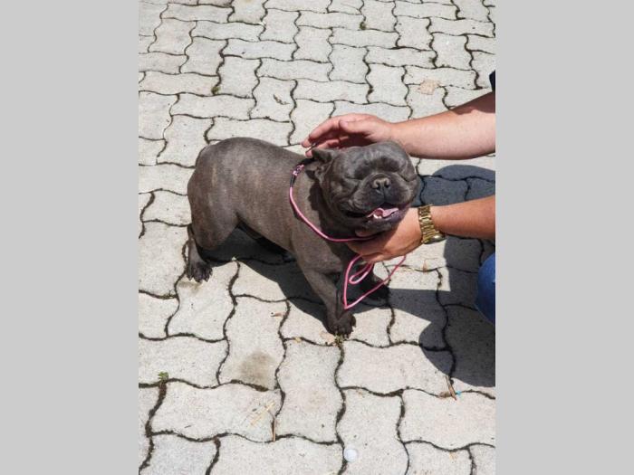francuski buldog plavi mužjak otvoren za parenje besplatni mali oglasi