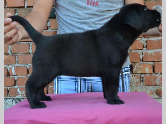 labrador retriver štenci vrhunskog porekla besplatni mali oglasi