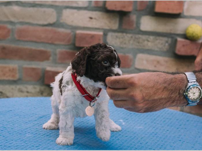 lagotto romagnolo štenci na prodaju besplatni mali oglasi