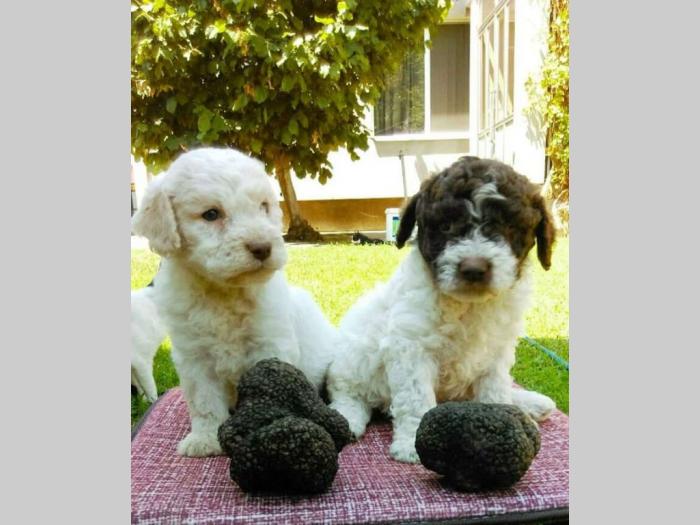 lagotto romagnolo štenci na prodaju besplatni mali oglasi